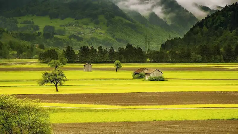 Lush green fields for precision agriculture